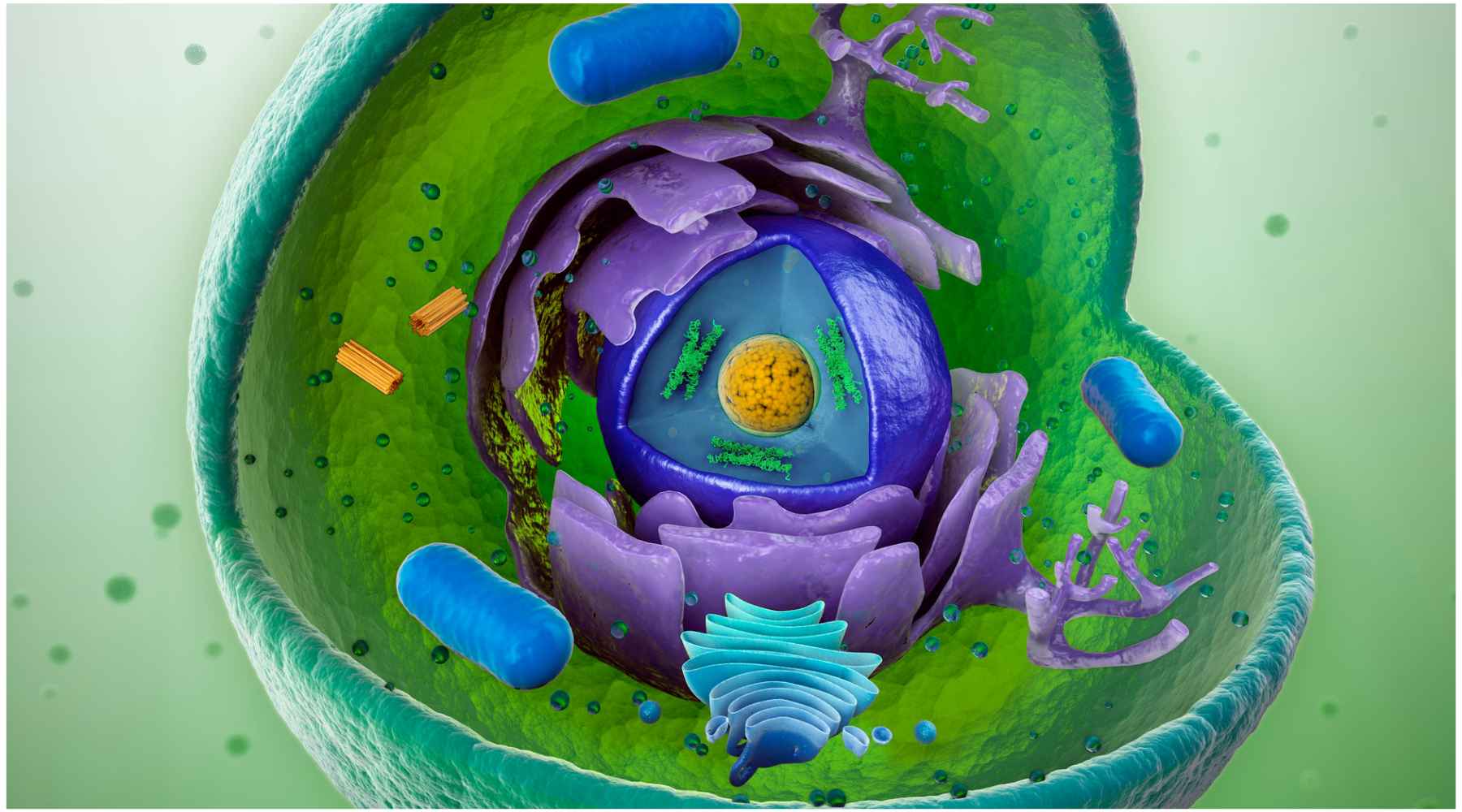 Do Infrared Saunas Produce HeatShock Proteins? Clearlight® Saunas